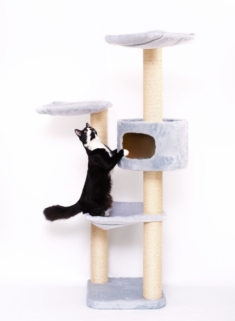 Katze-klettert-am-Kratzbaum