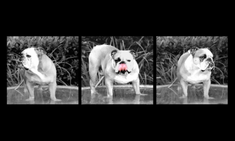 Fotoshooting Hund Bulldogge