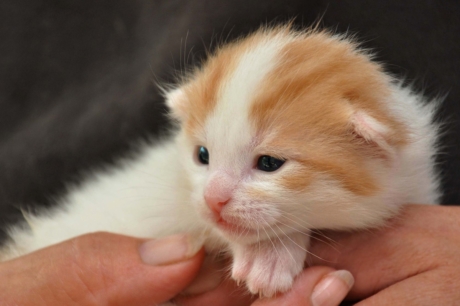 Tierfotografie mobil Katzenbaby